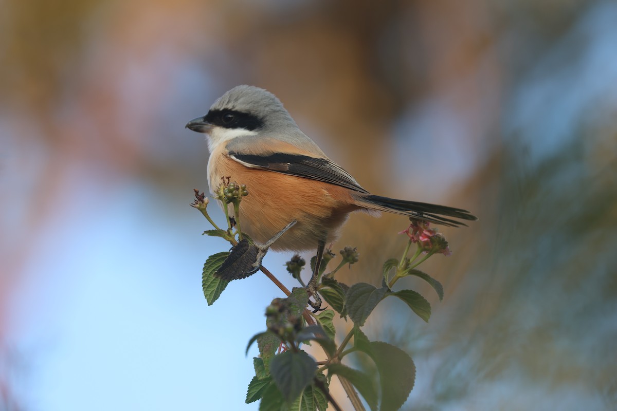 棕背伯勞 - ML646359093