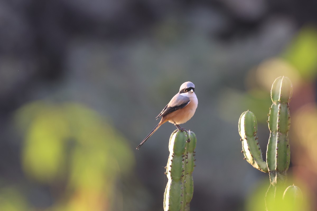 棕背伯勞 - ML646359094