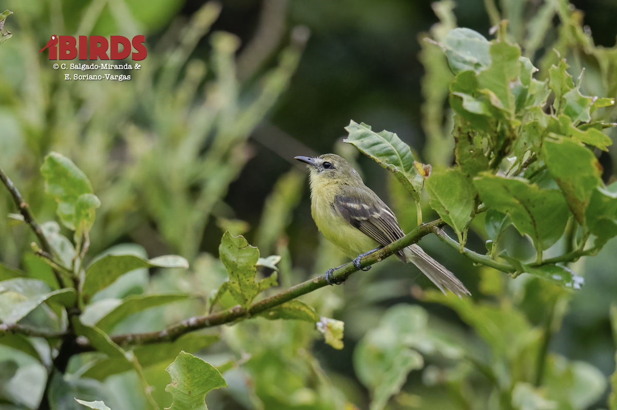 Yellow Tyrannulet - ML646359095