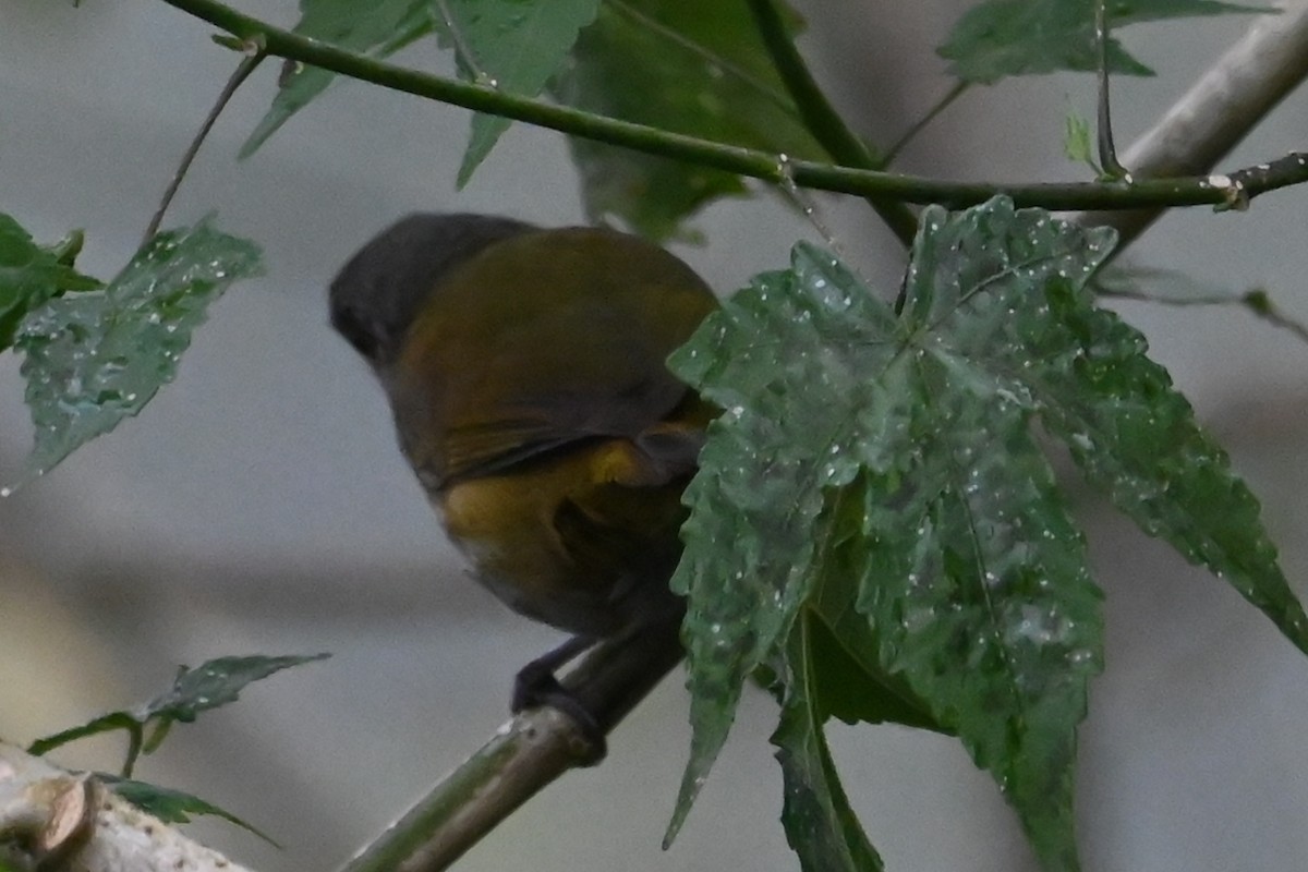 Dusky Chlorospingus - ML646359099