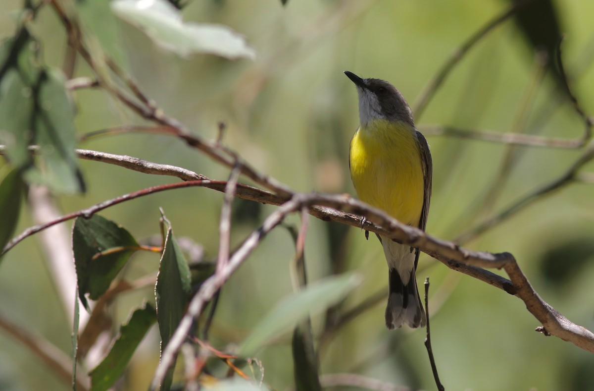 White-throated Gerygone - ML646359102