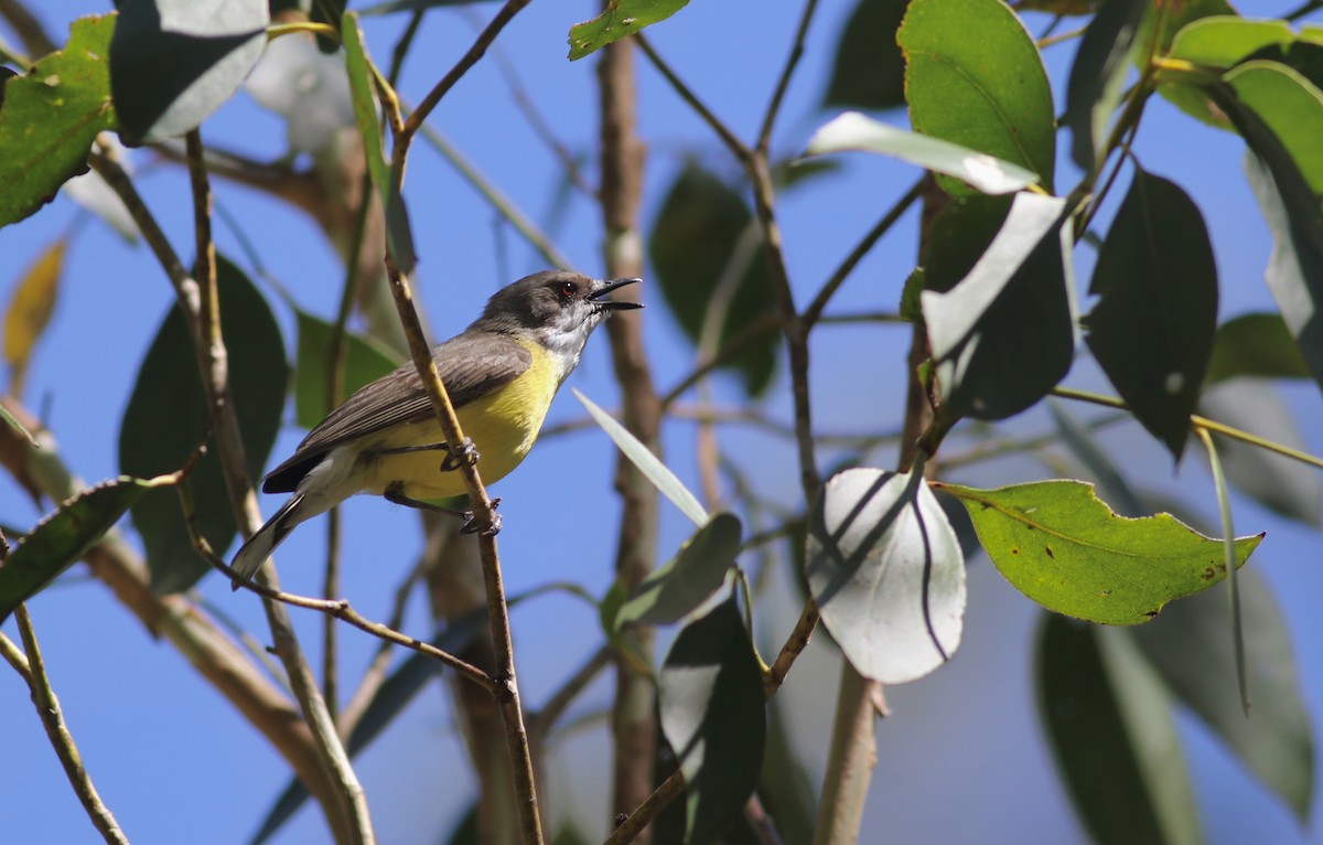 White-throated Gerygone - ML646359103