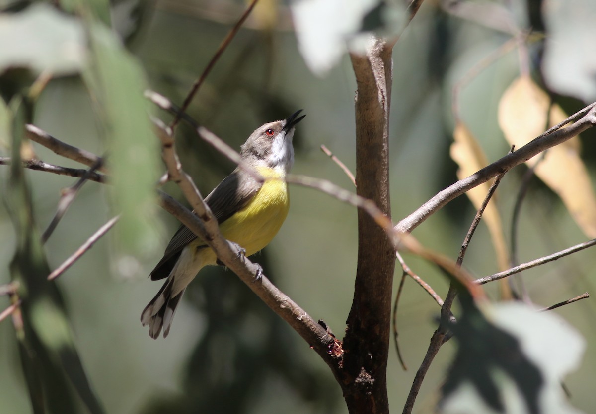 White-throated Gerygone - ML646359104
