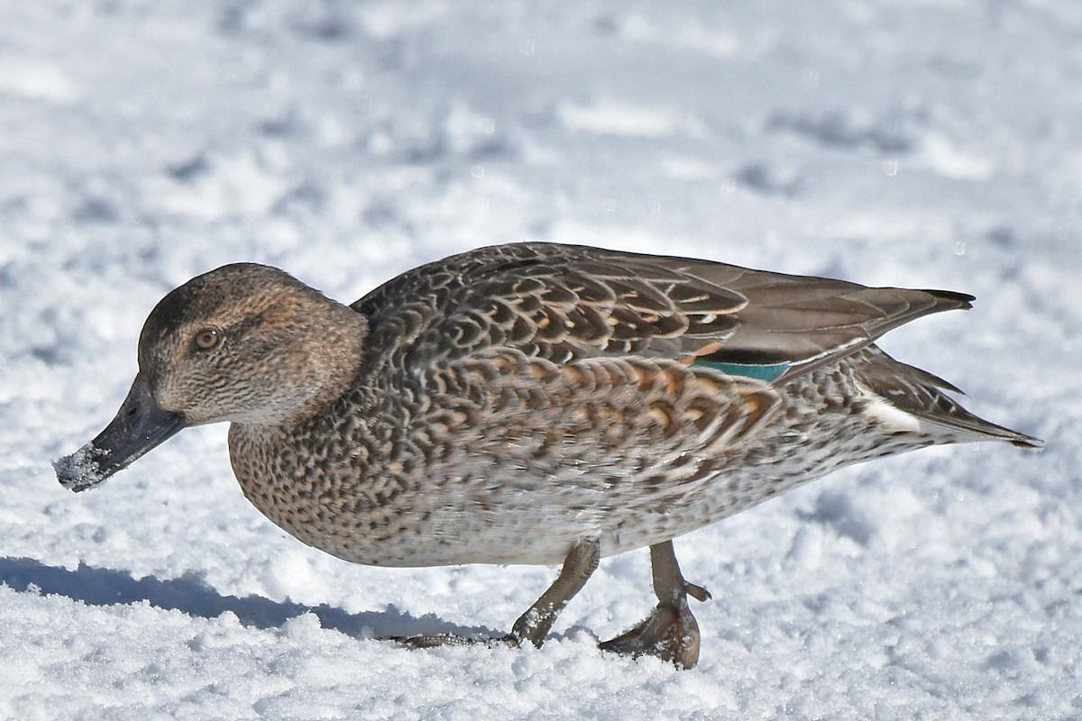 Green-winged Teal - ML646359105