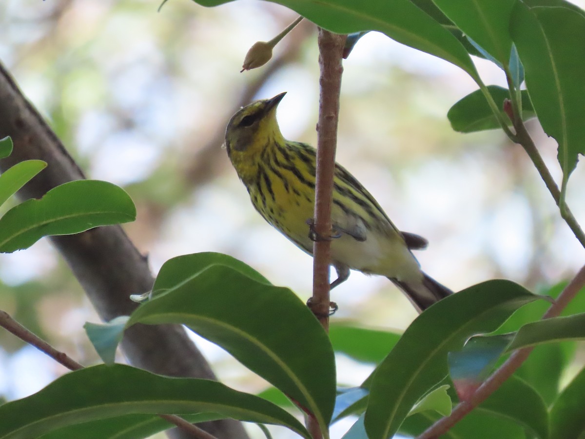 ホオアカアメリカムシクイ - ML646359106