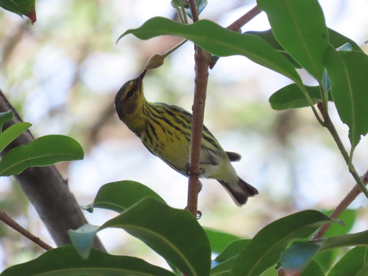 ホオアカアメリカムシクイ - ML646359107