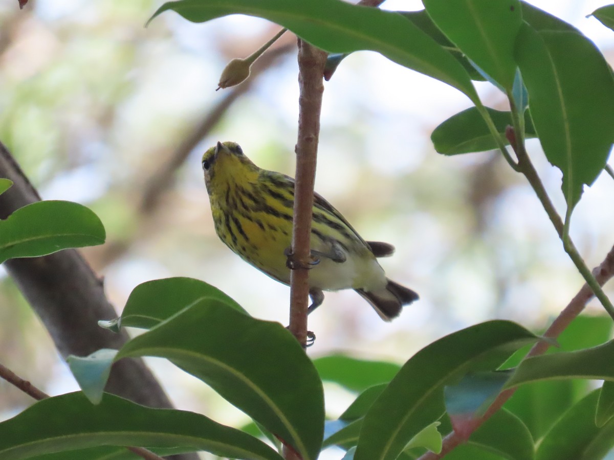 ホオアカアメリカムシクイ - ML646359108