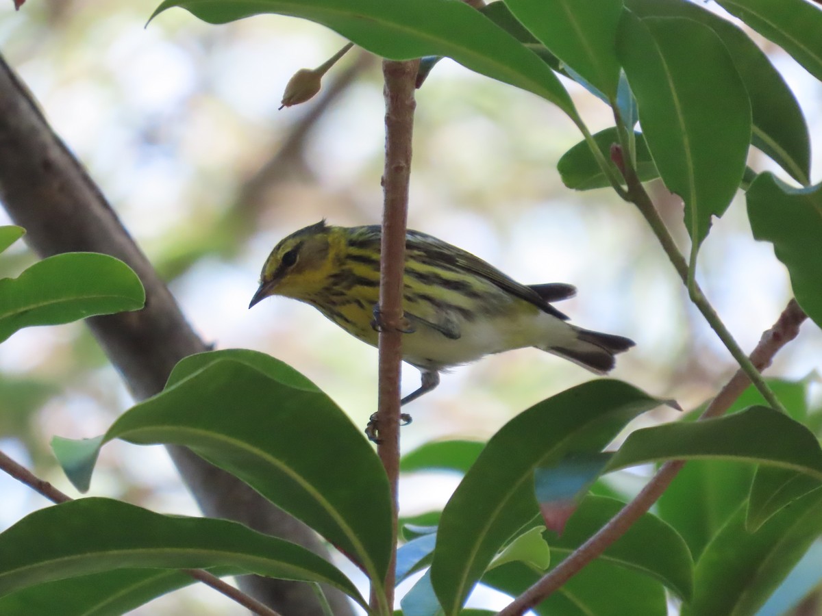 ホオアカアメリカムシクイ - ML646359109