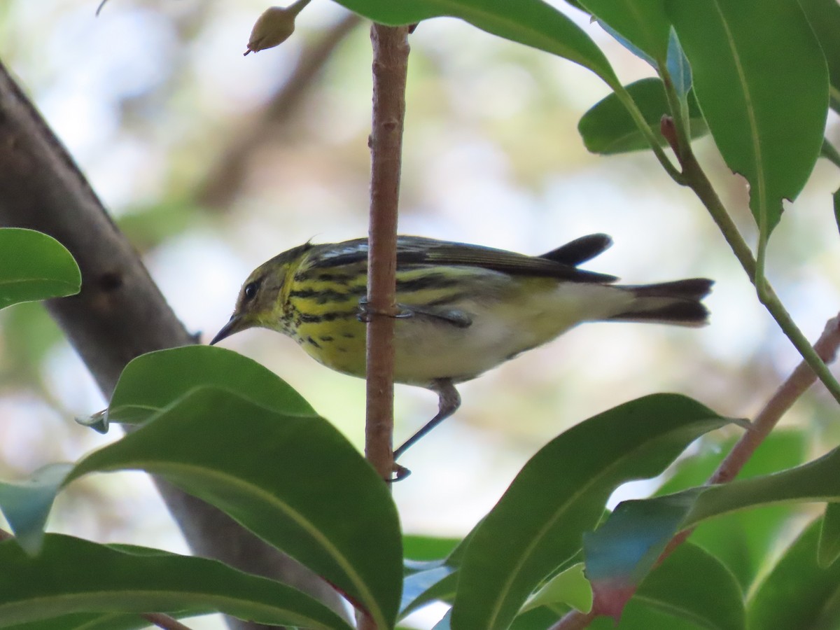 ホオアカアメリカムシクイ - ML646359110