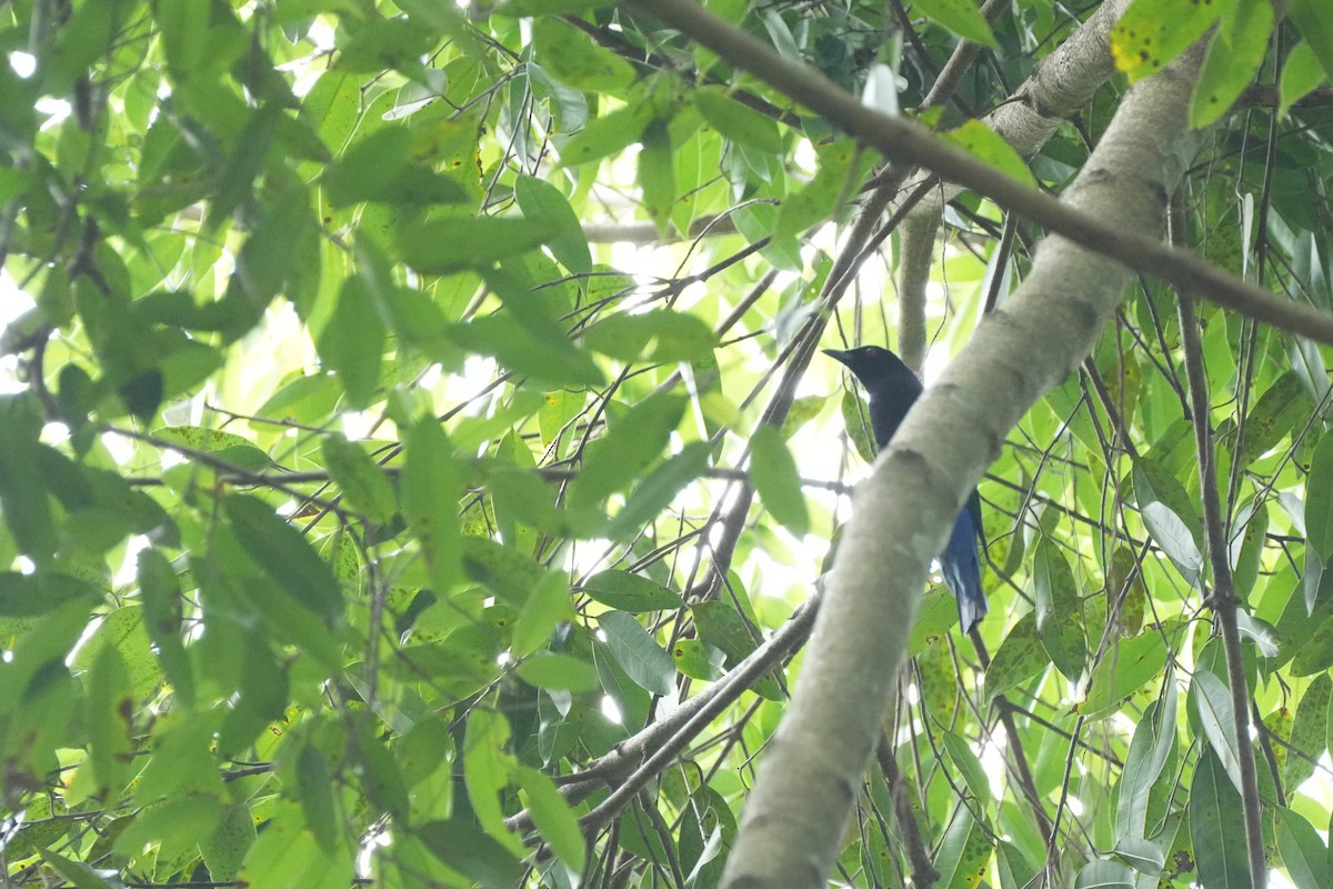 blåalvefugl - ML646359111