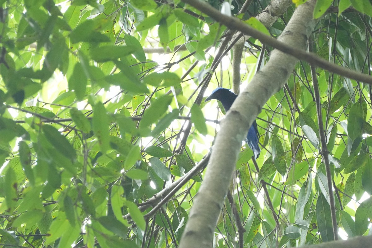 blåalvefugl - ML646359112