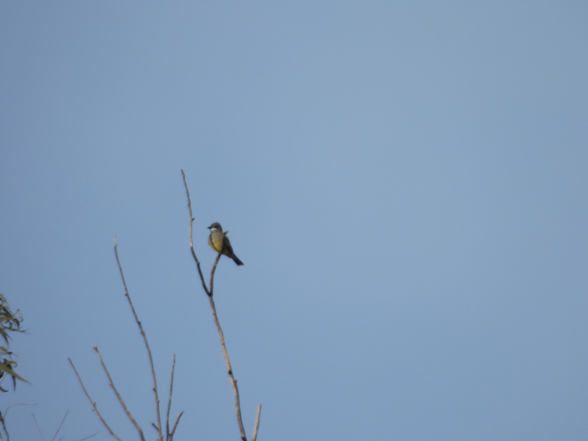 Cassin's Kingbird - ML646359113