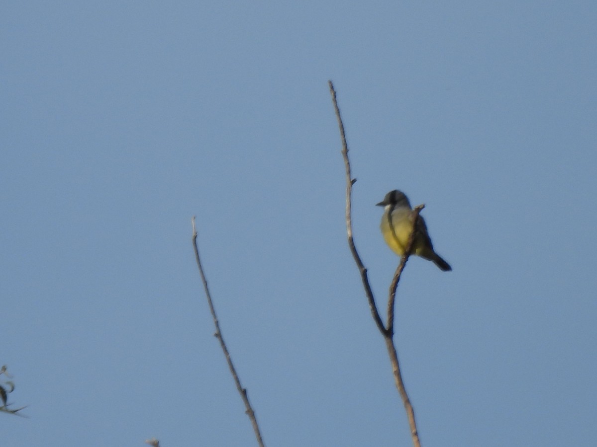 Cassin's Kingbird - ML646359114