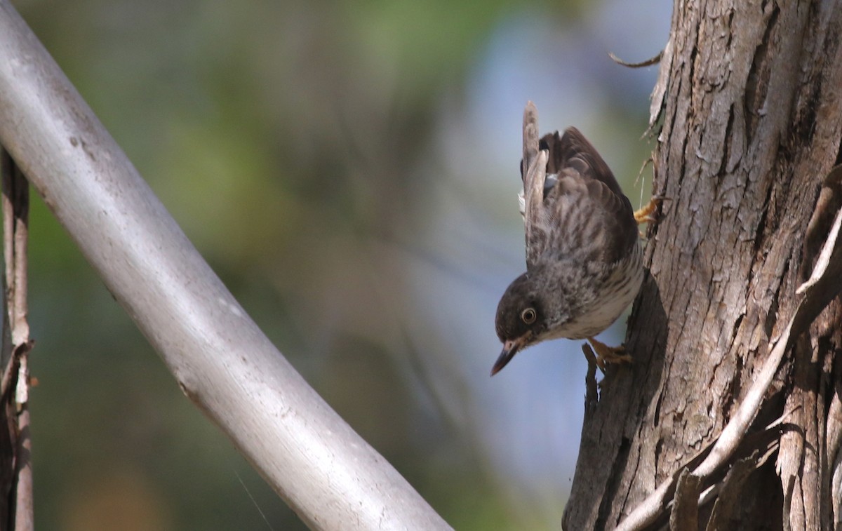 Varied Sittella (Orange-winged) - ML646359117
