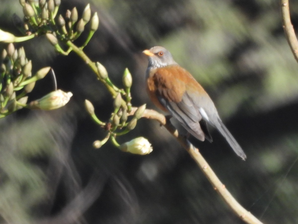 Rufous-backed Robin - ML646359118