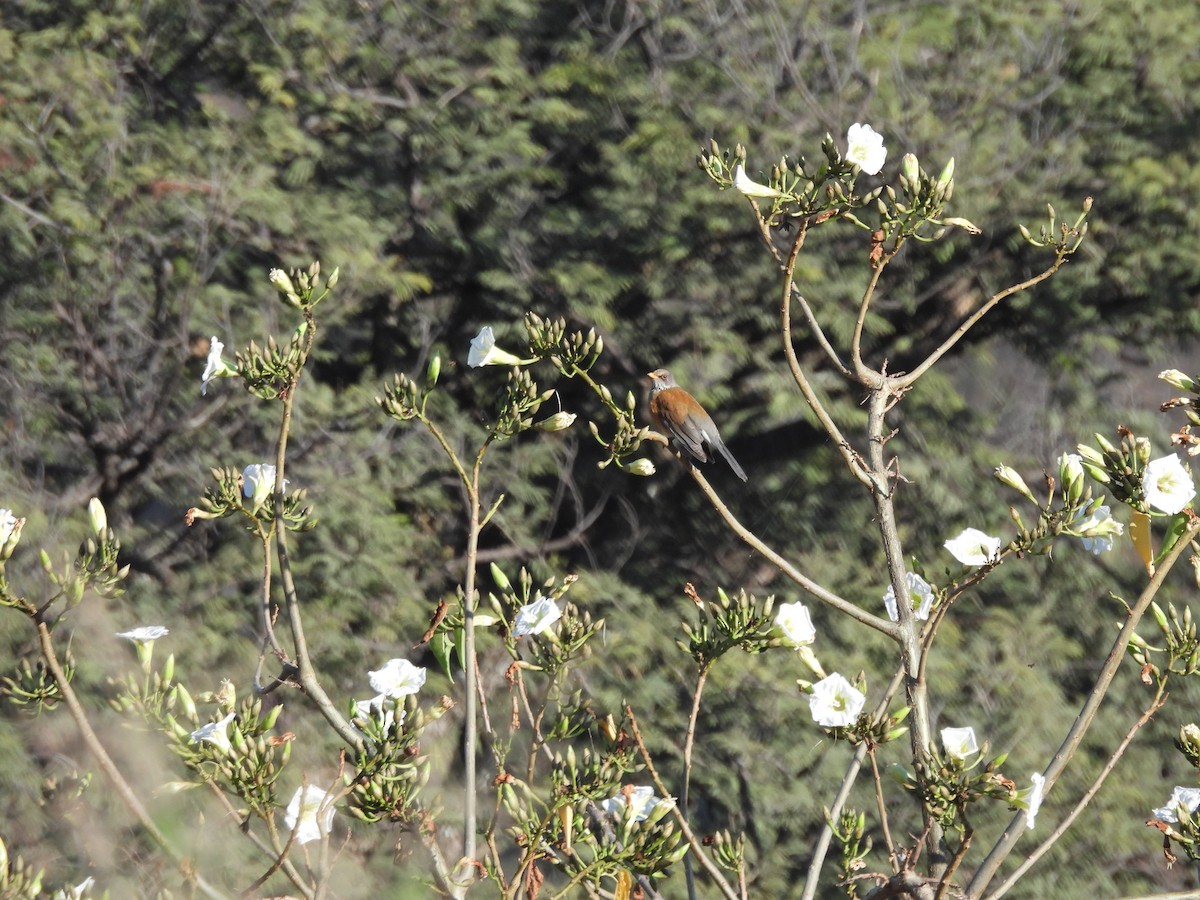 Rufous-backed Robin - ML646359119