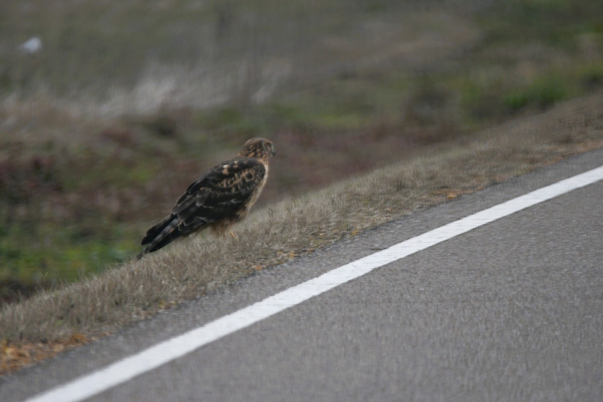 Northern Harrier - ML646359120