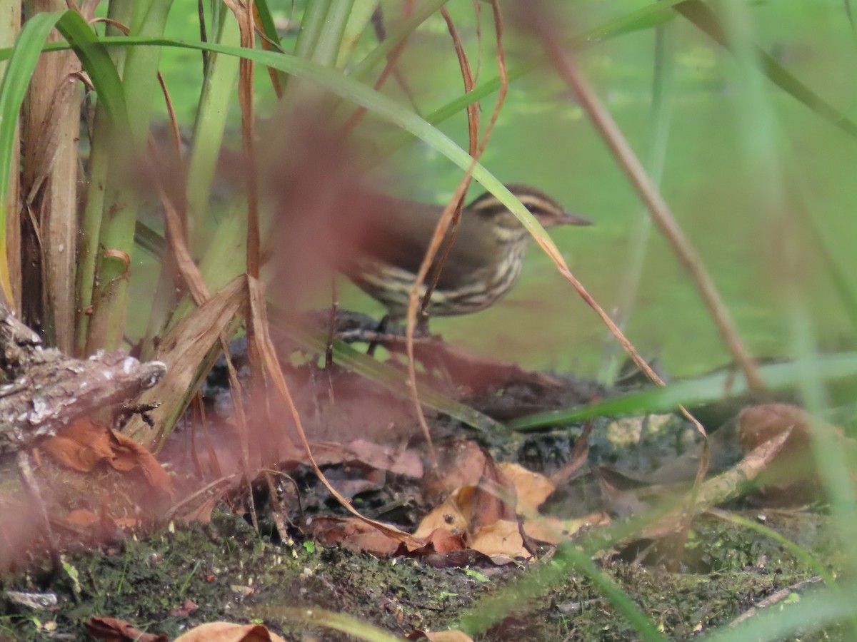 Northern Waterthrush - ML646359121