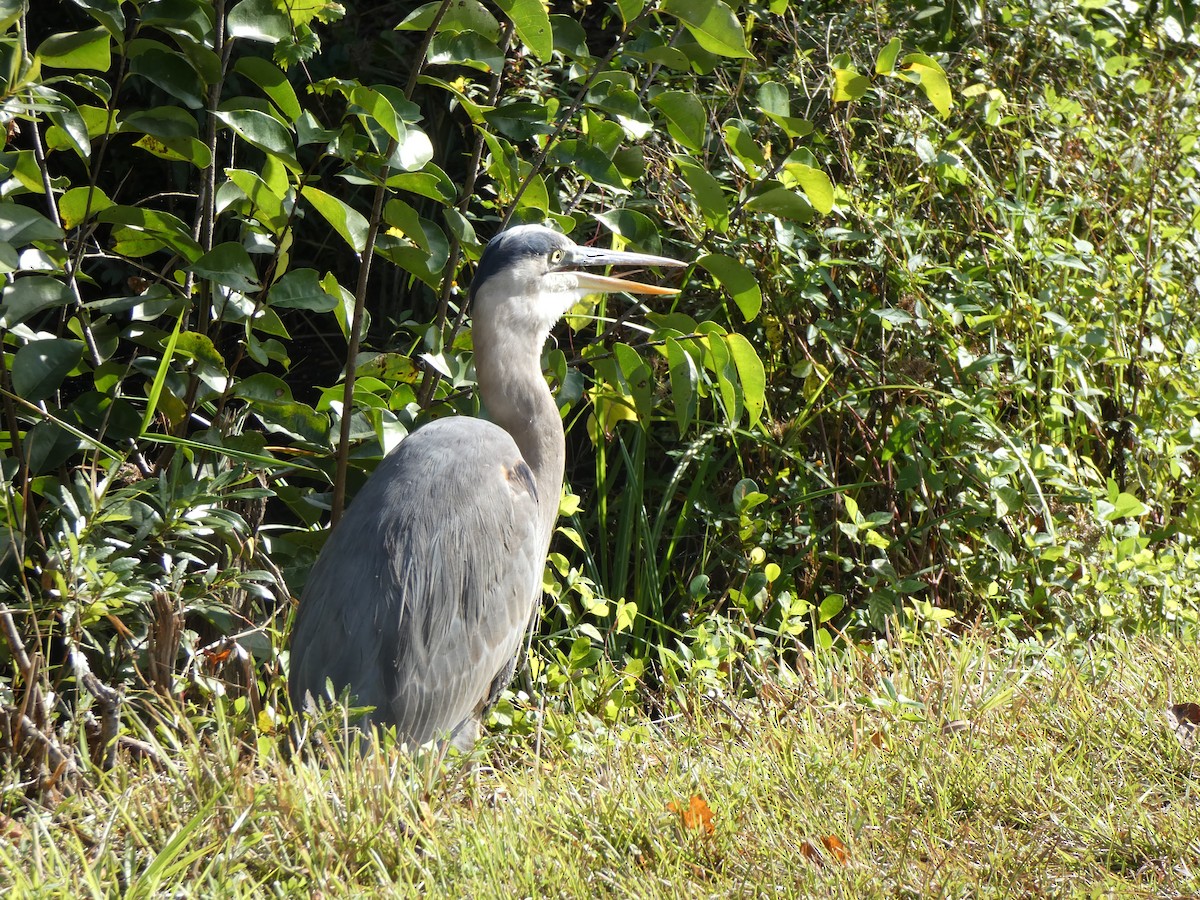 Great Blue Heron - ML646359123