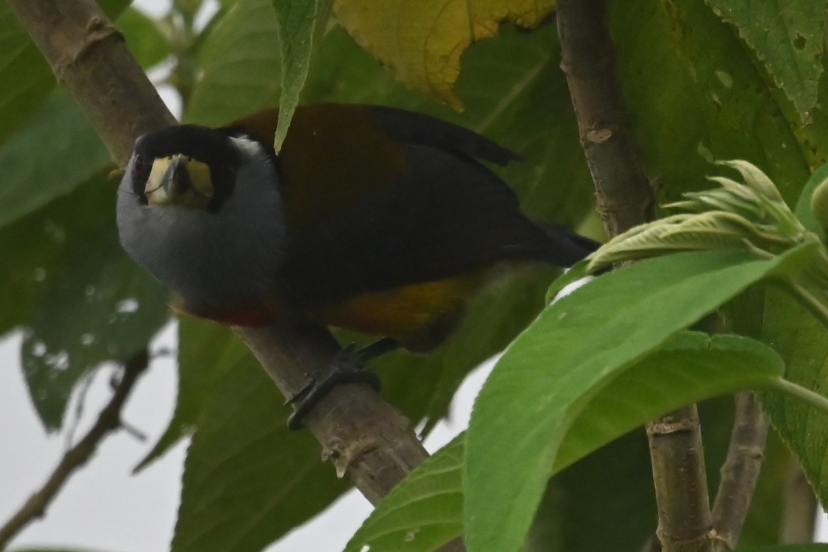 Toucan Barbet - ML646359124