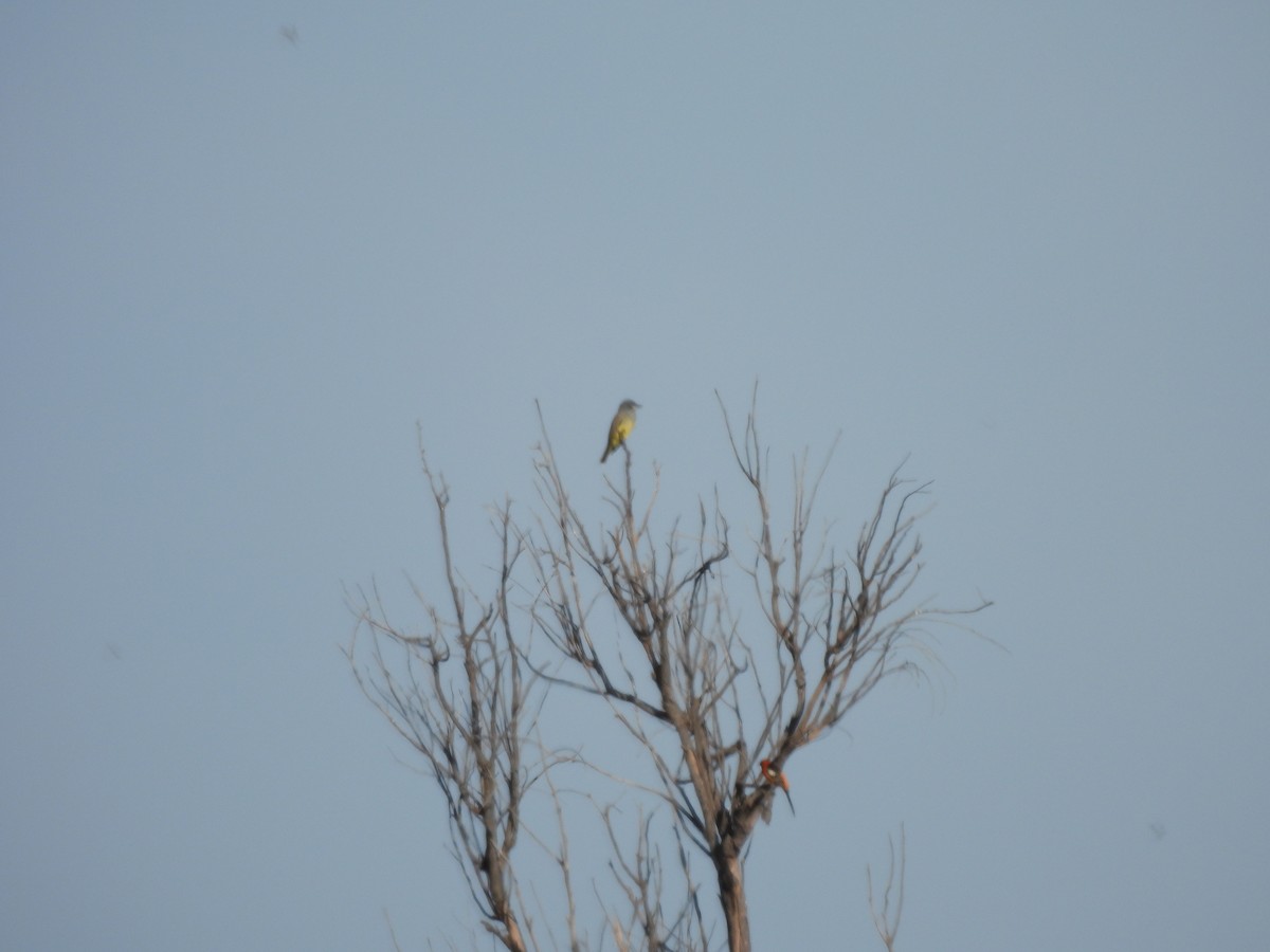 Cassin's Kingbird - ML646359125