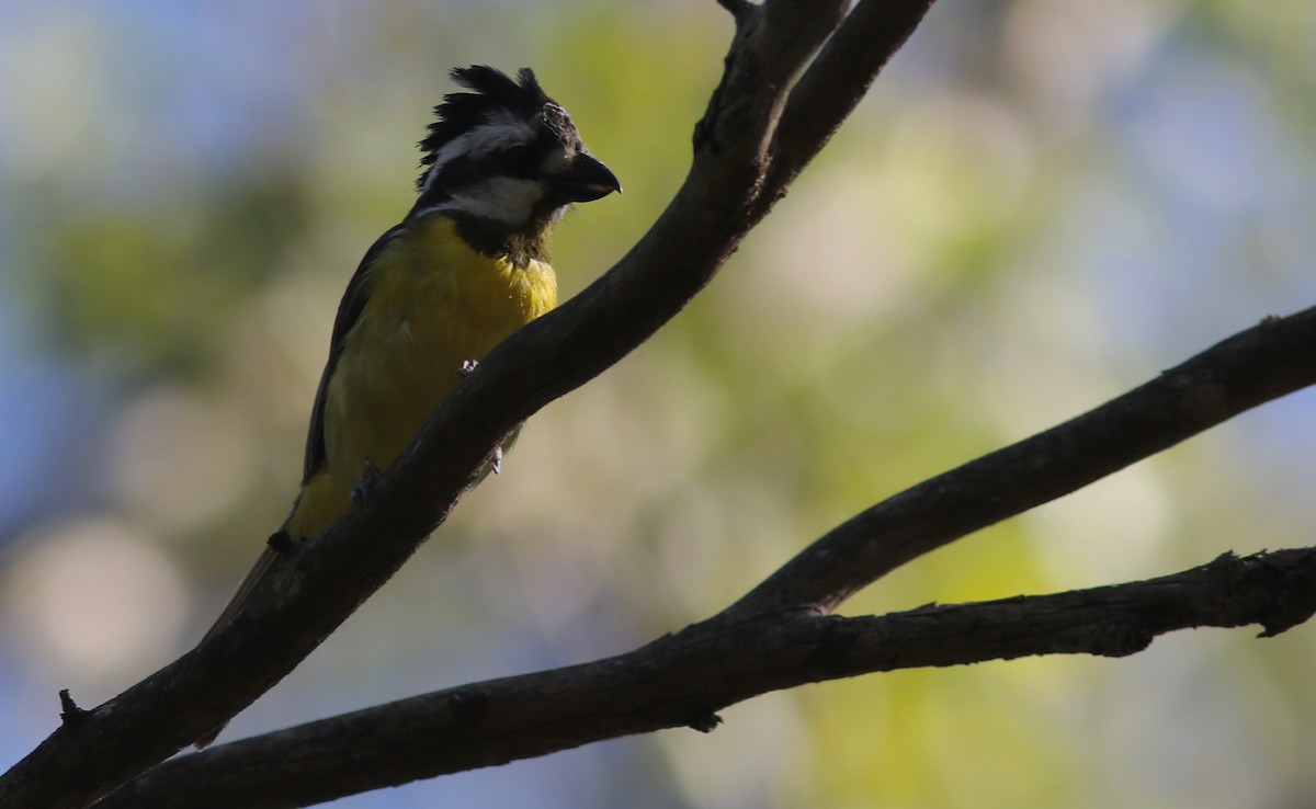 Eastern Shrike-tit - ML646359126