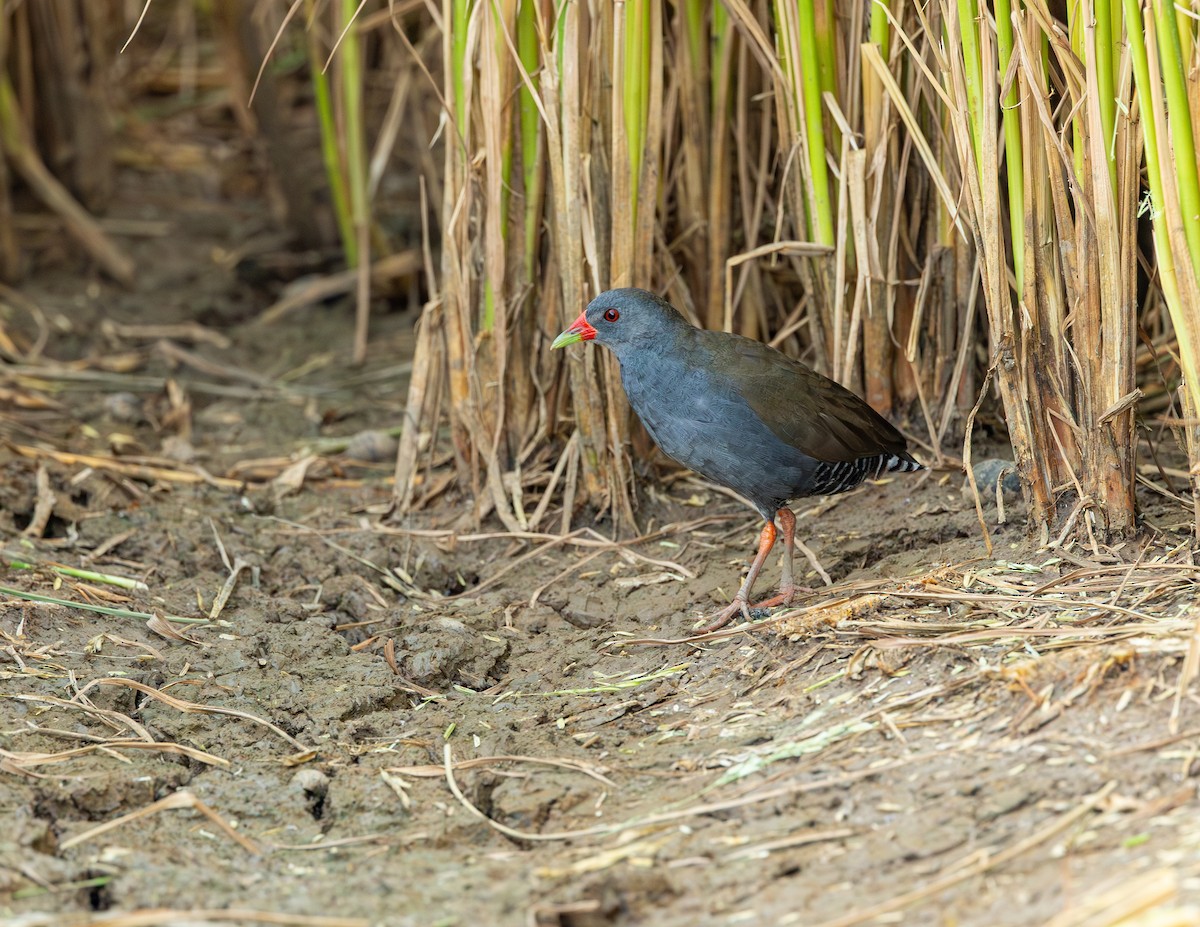 Желтоклювый туру - ML646359131