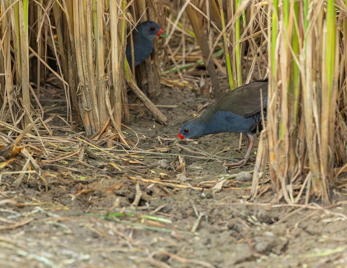 Желтоклювый туру - ML646359132