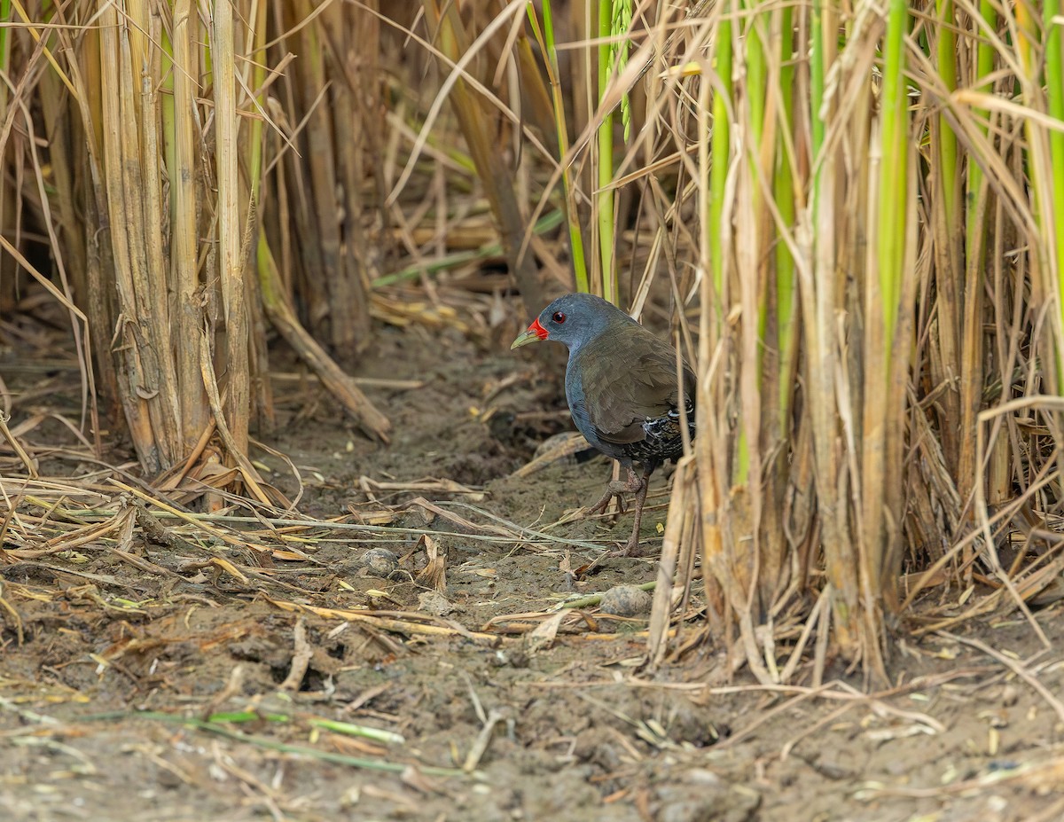 Желтоклювый туру - ML646359133