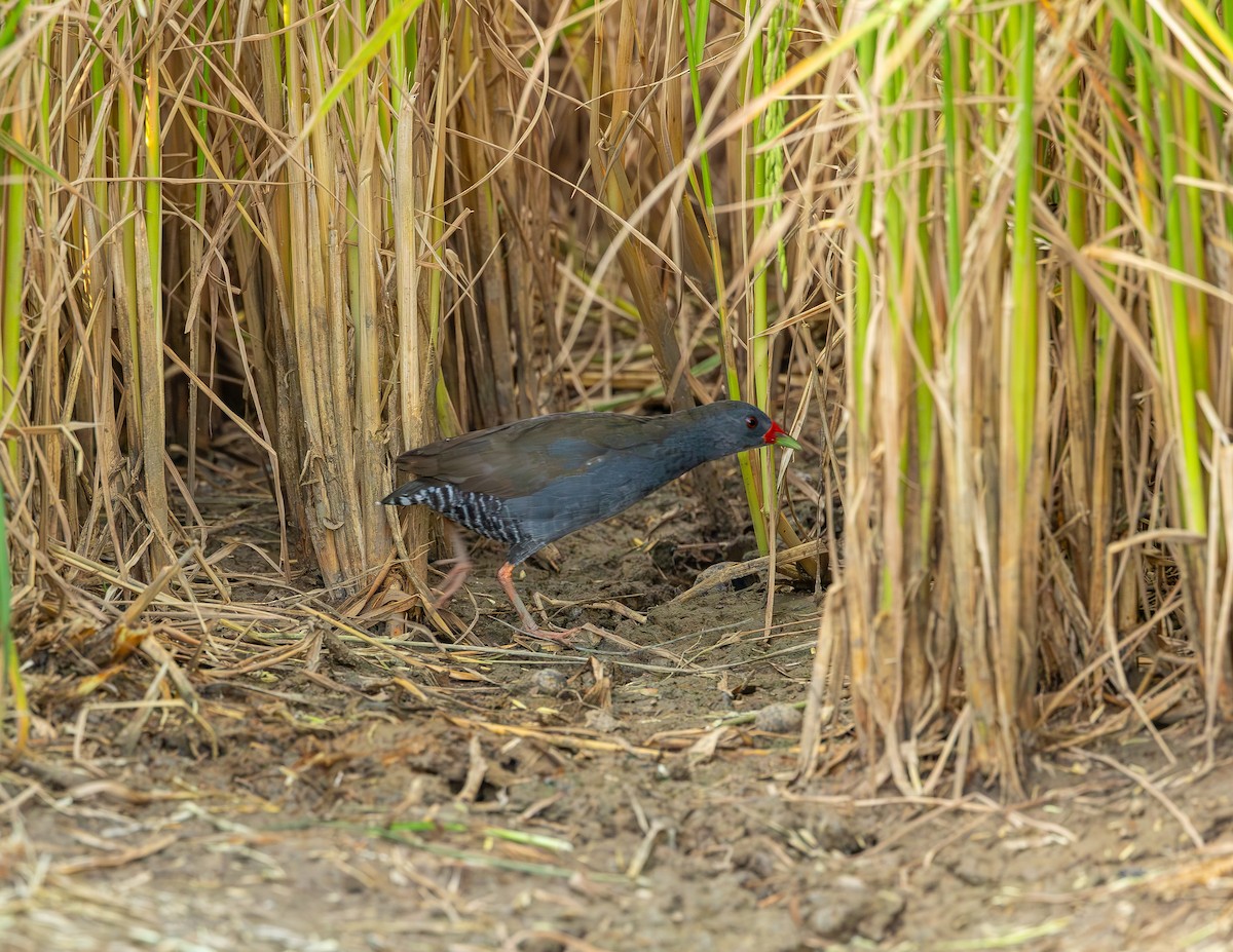 Желтоклювый туру - ML646359134