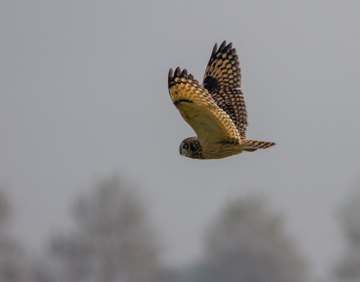 Short-eared Owl - ML646359137