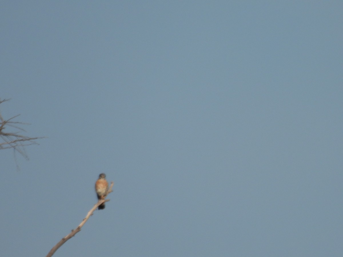 American Kestrel - ML646359138