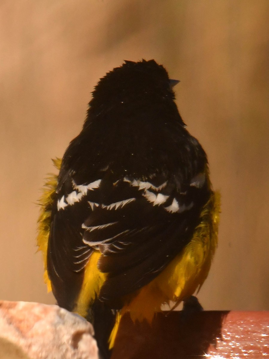 Scott's Oriole - ML646359139