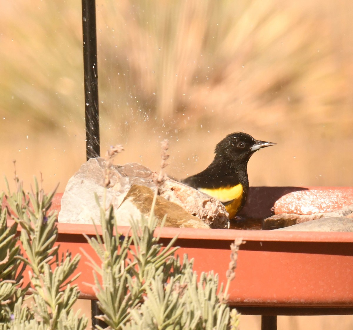 Scott's Oriole - ML646359140