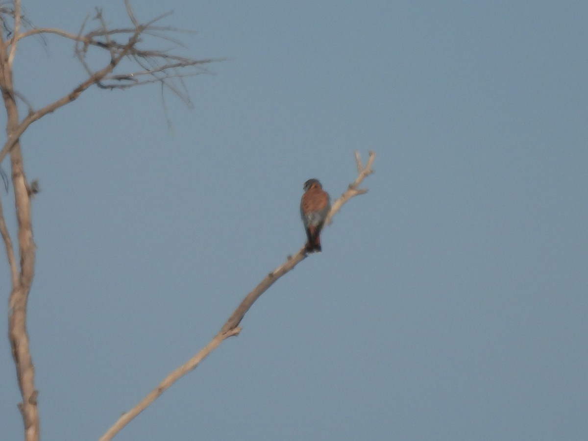 American Kestrel - ML646359155