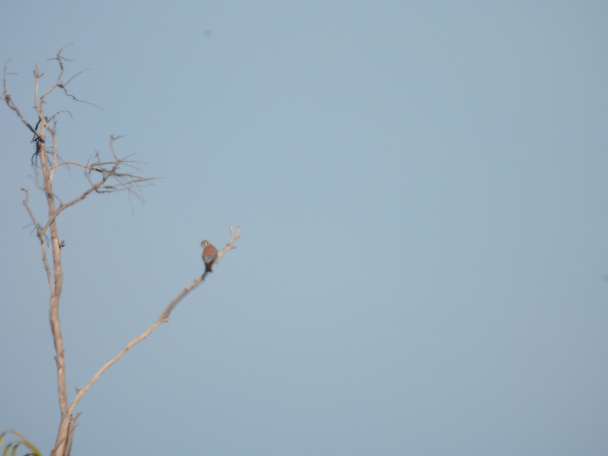 American Kestrel - ML646359156