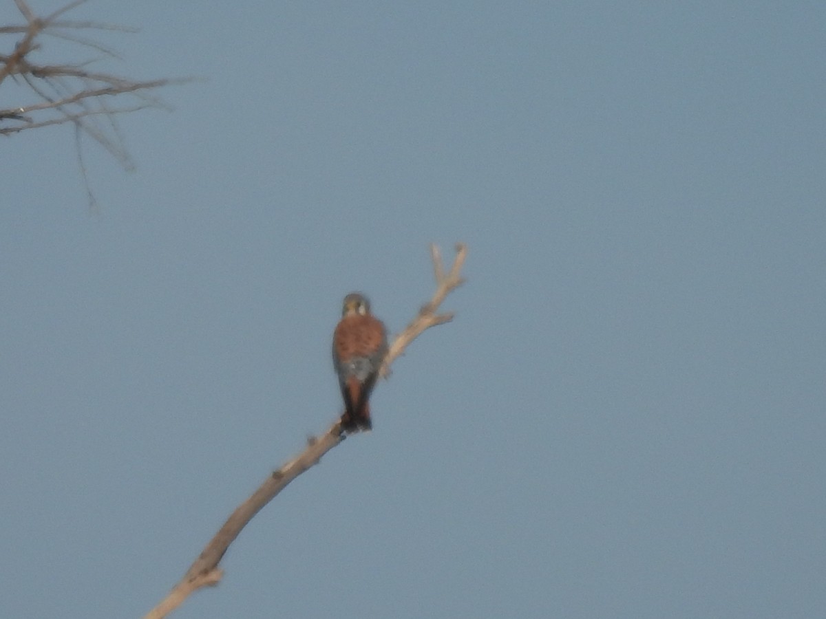 American Kestrel - ML646359157