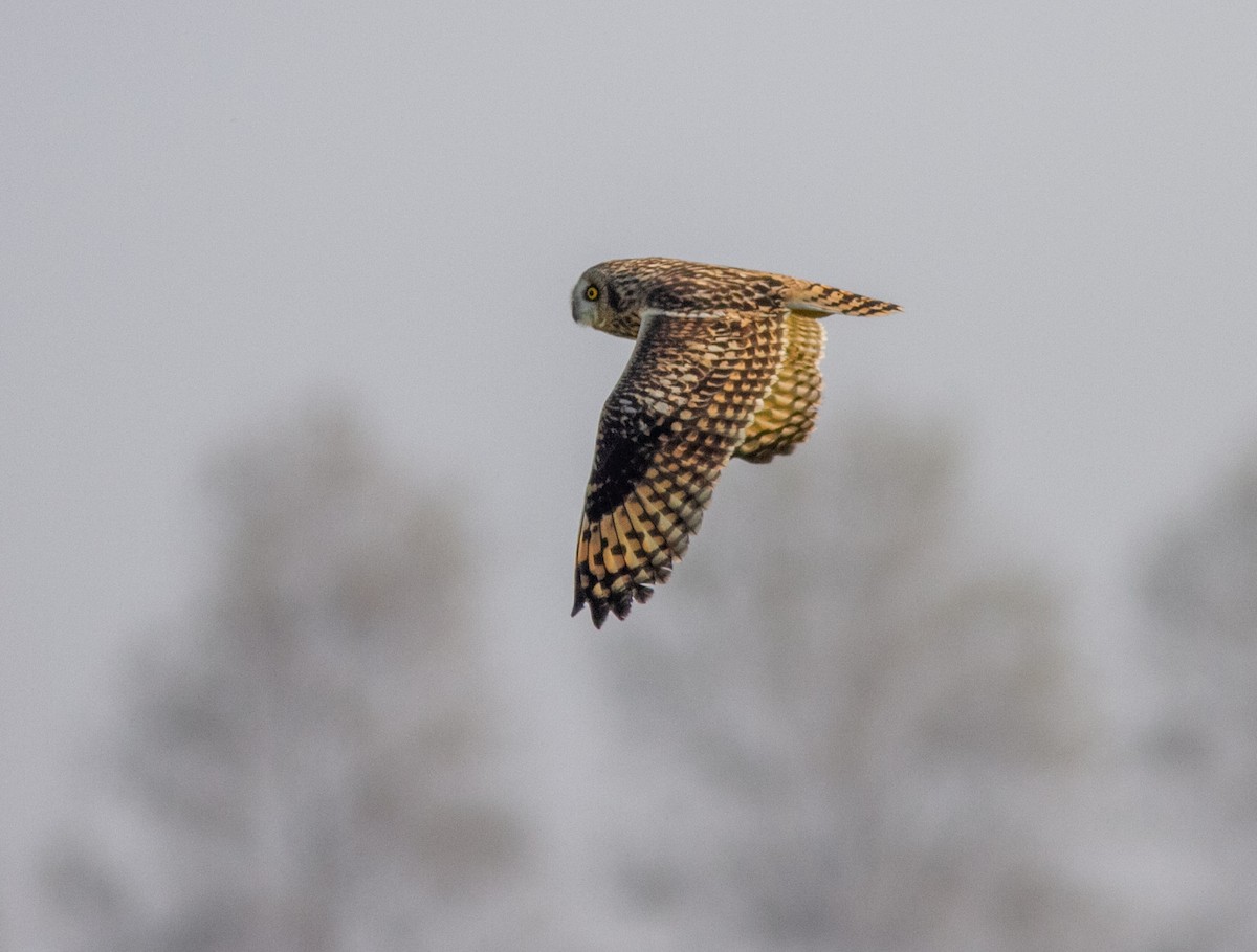 Short-eared Owl - ML646359158