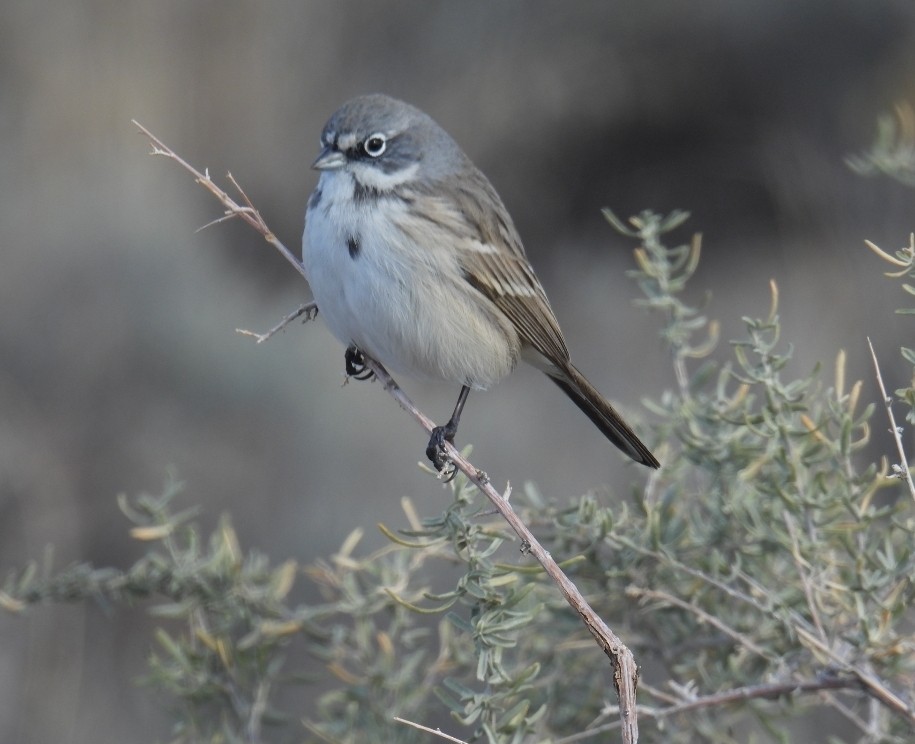Sagebrush Sparrow - ML646359160