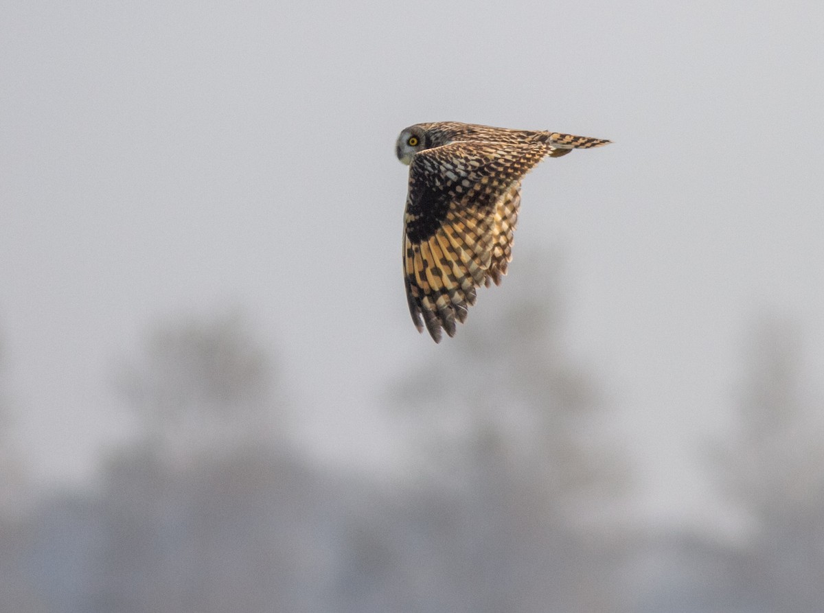Short-eared Owl - ML646359161