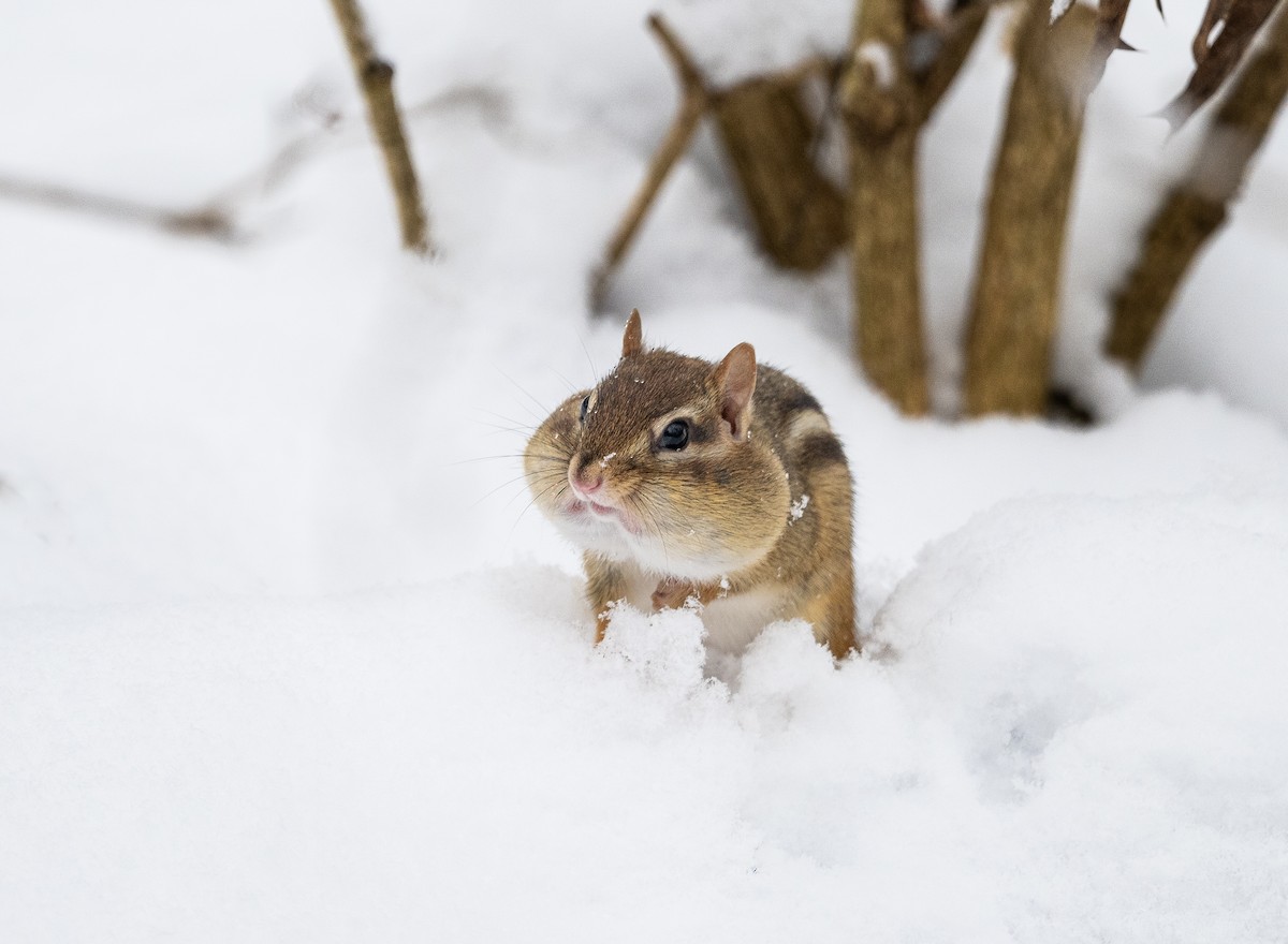 Eastern Chipmunk - ML646359165
