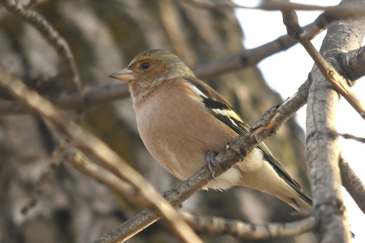 Common Chaffinch - ML646359166