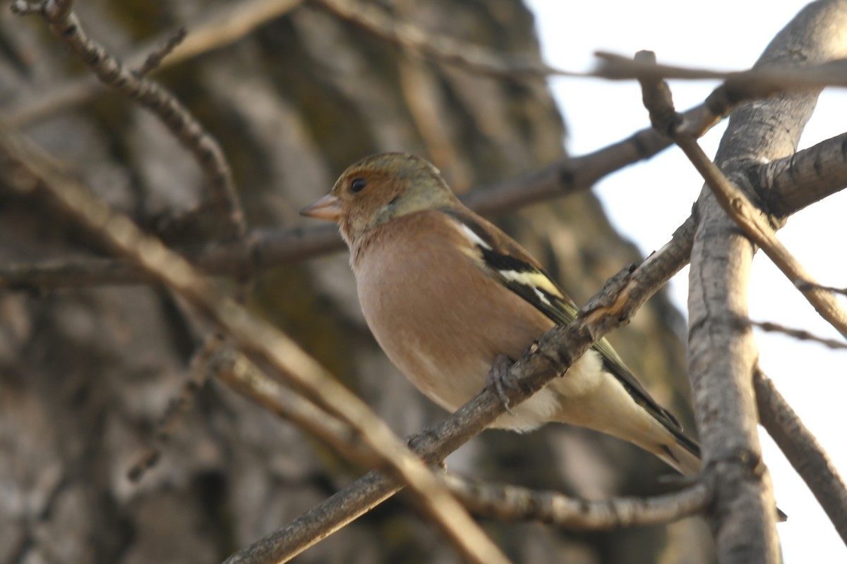 Common Chaffinch - ML646359167