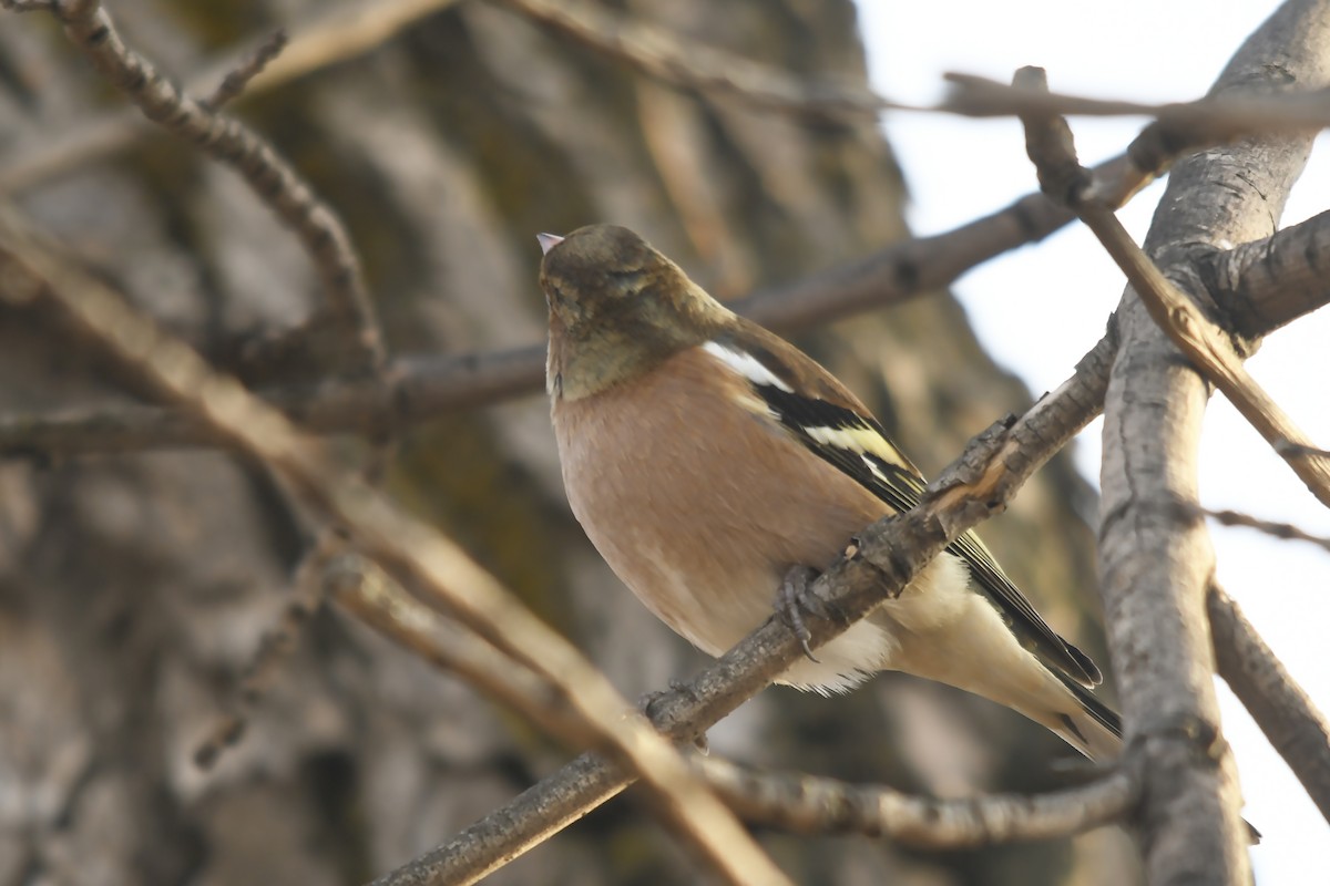 Common Chaffinch - ML646359168