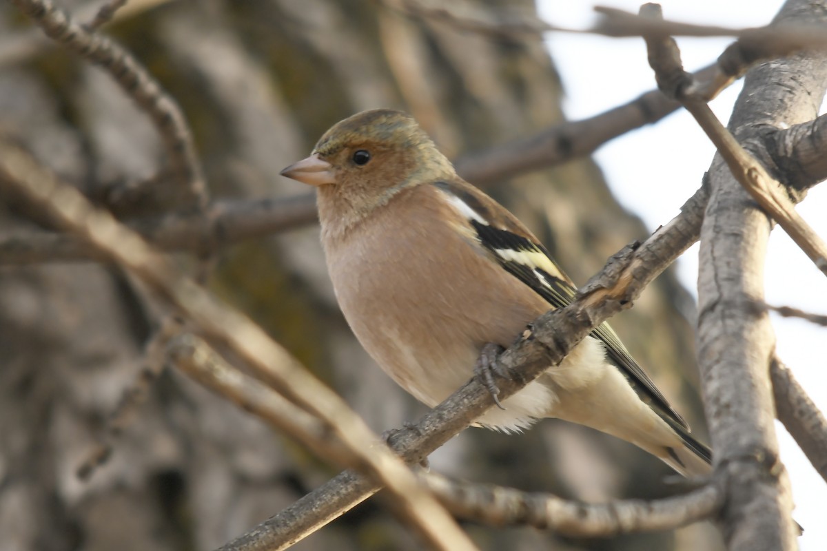 Common Chaffinch - ML646359169