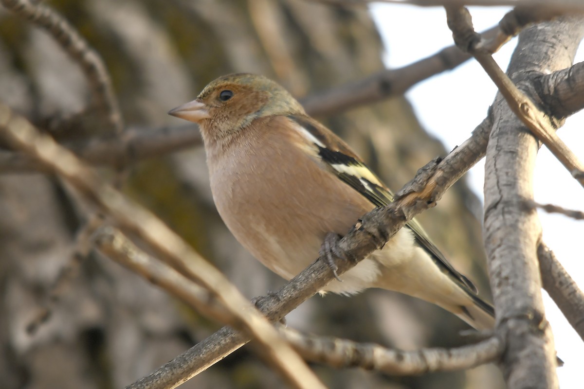 Common Chaffinch - ML646359170