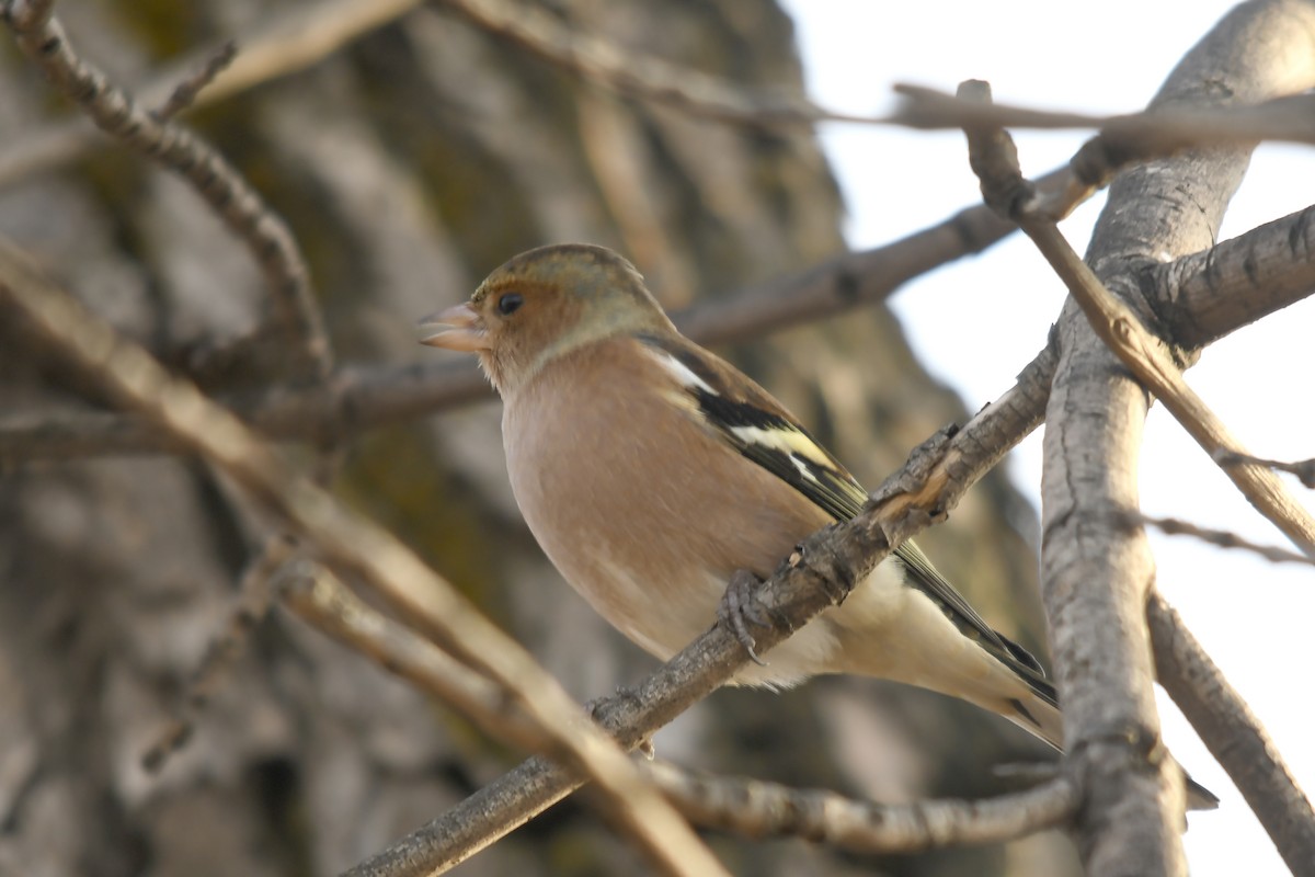 Common Chaffinch - ML646359171