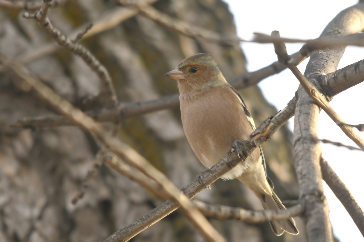 Common Chaffinch - ML646359173