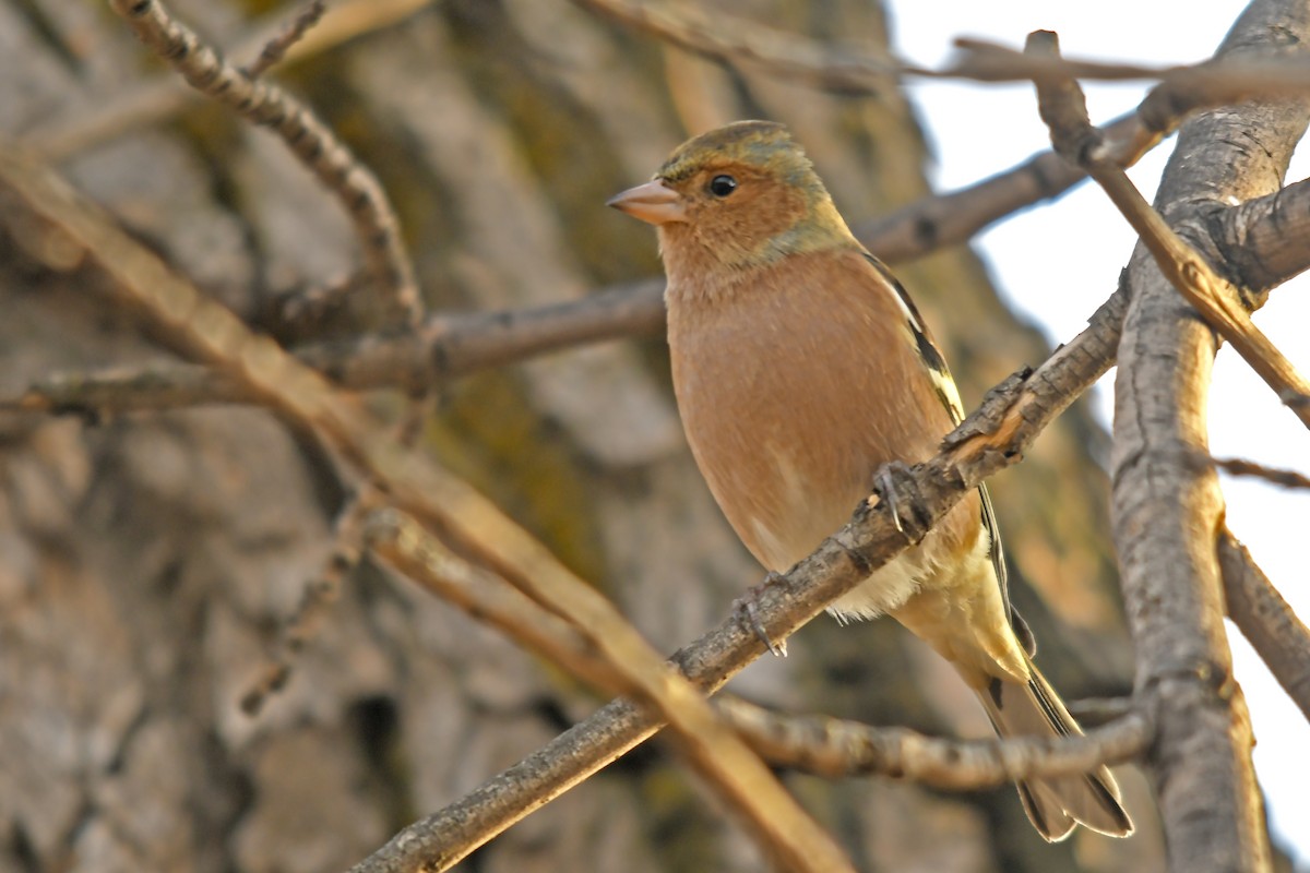Common Chaffinch - ML646359174
