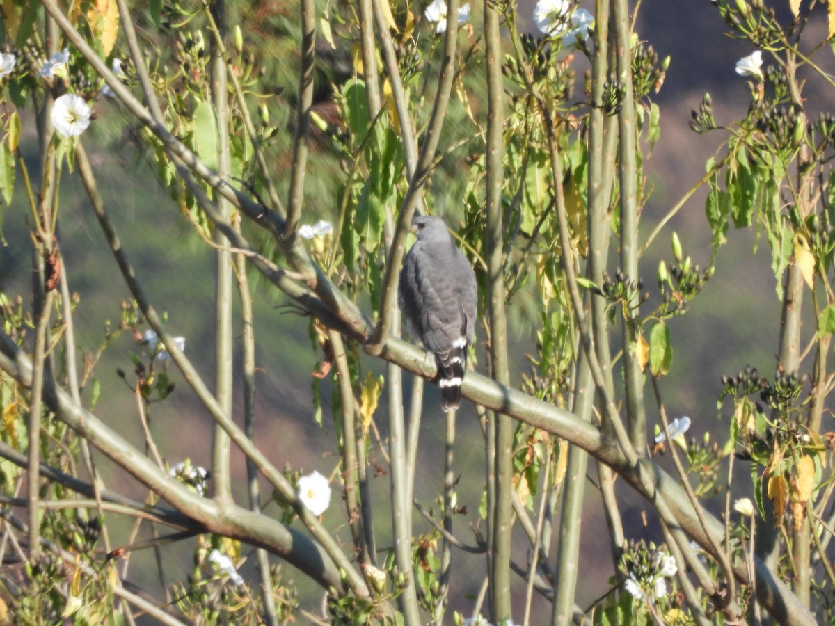 Gray Hawk - ML646359175